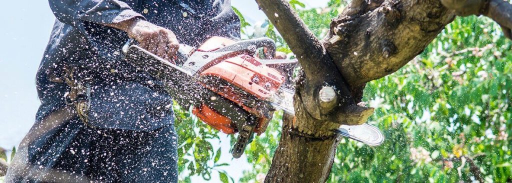 Tree Service Near Marietta